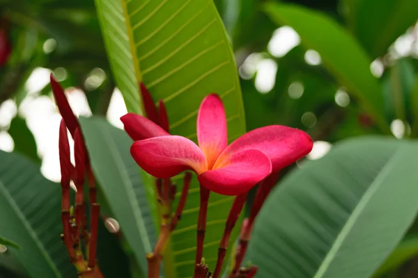 Güzel plumeria çiçek — Stok fotoğraf