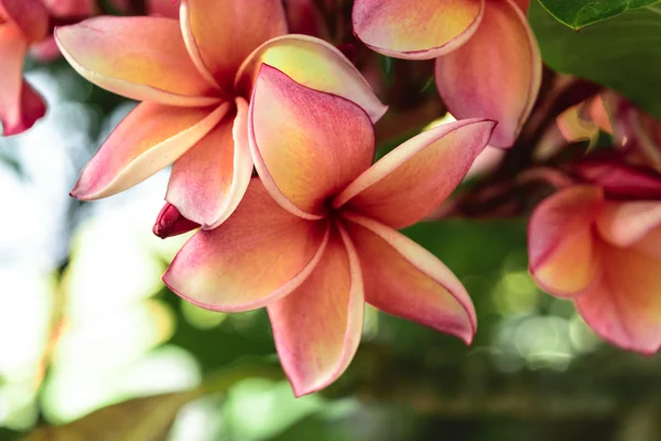 Güzel plumeria çiçek — Stok fotoğraf