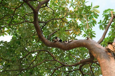 Ağaçtaki kediler