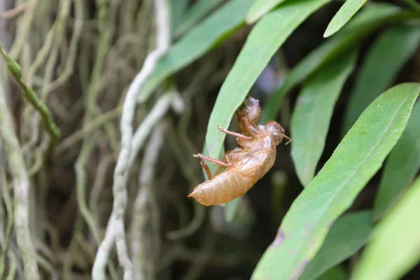 Molting cicada — Stock Photo, Image