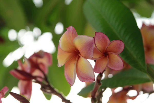 Vackra plumeria blomma — Stockfoto