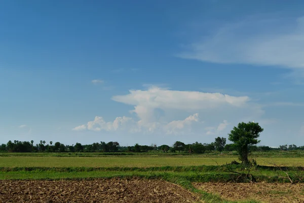 Champ de riz et ciel bleu — Photo