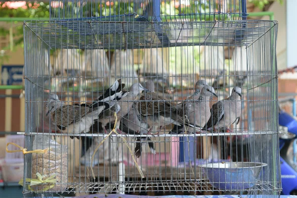 Güvercin kafes içinde — Stok fotoğraf