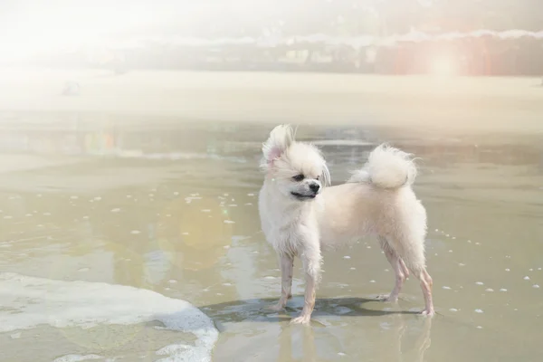 Lindo perro suave enfoque y luz brillante — Foto de Stock