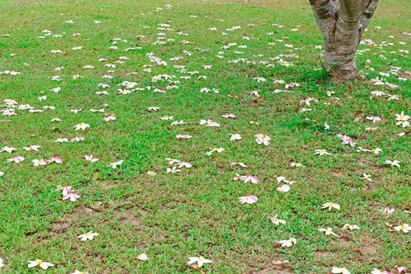 Belle chute de fleur sur l'herbe — Photo