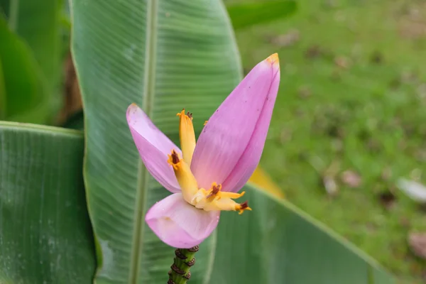 Bunga pisang yang indah — Stok Foto