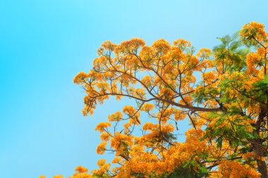 Tavus kuşu çiçeği