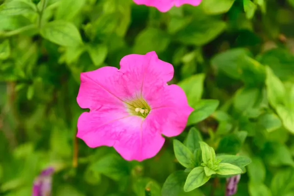 Güzel pembe çiçek — Stok fotoğraf