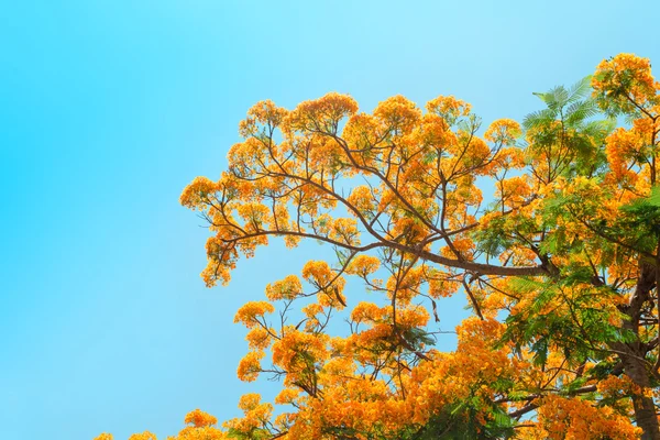 Tavus kuşu çiçeği