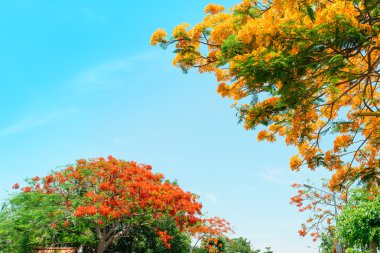 Tavus kuşu çiçeği