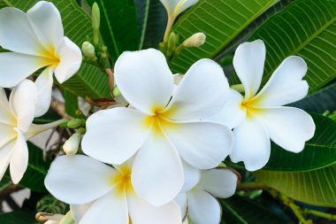 Güzel beyaz çiçek