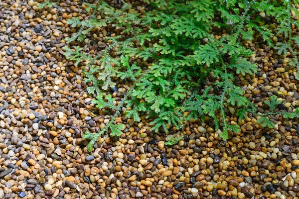 石の床の植物を持つテクスチャー — ストック写真
