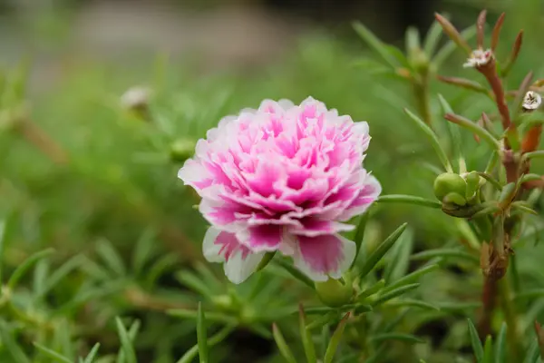 Hermosa flor rosa —  Fotos de Stock