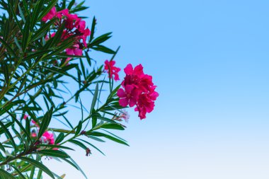 güzel pembe çiçek