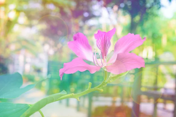 美しい花のソフト フォーカスと明るい光 — ストック写真