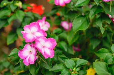 güzel pembe çiçek