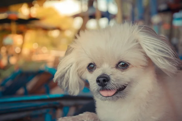 かわいい犬、ビンテージ スタイル — ストック写真