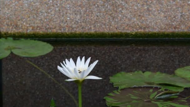 Arı ile Lotus çiçeği — Stok video