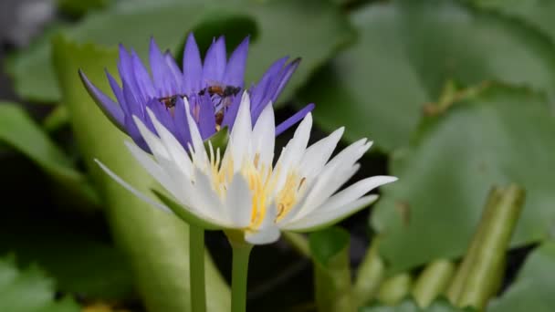 Flor de loto con abeja — Vídeos de Stock