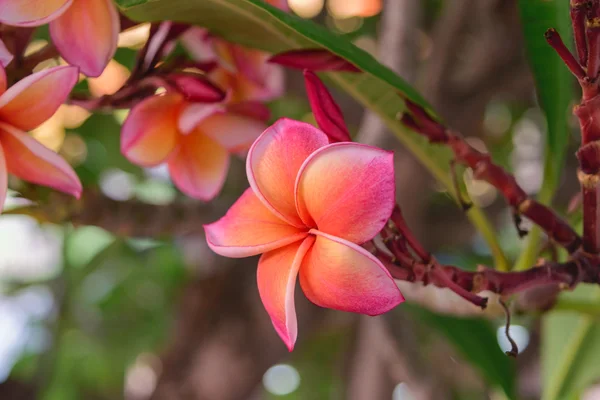 Güzel plumeria çiçek — Stok fotoğraf