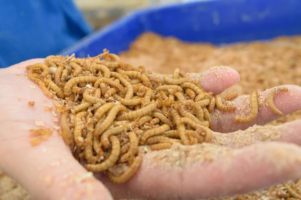 Mealworm in hand — Stock Photo, Image