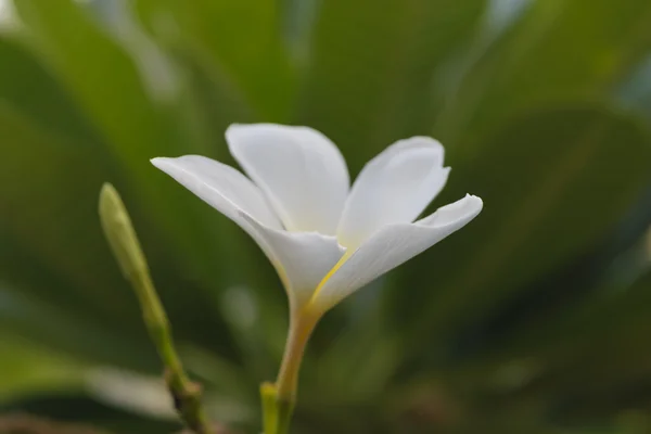 Krásný plumeria květ — Stock fotografie