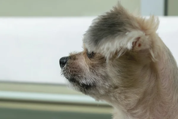 Perro en silla — Foto de Stock