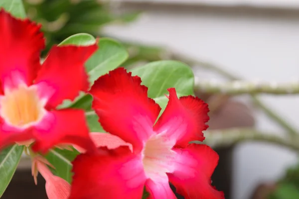 Hermosa flor roja — Foto de Stock