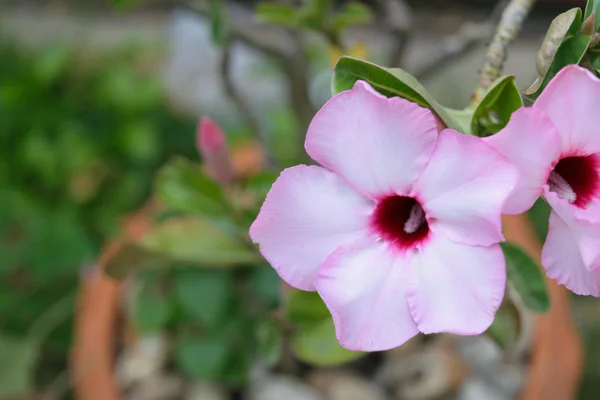 Güzel pembe çiçek — Stok fotoğraf