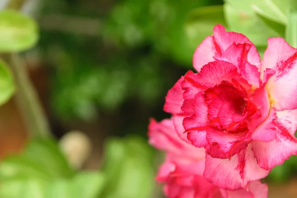 Красивый розовый цветок — стоковое фото