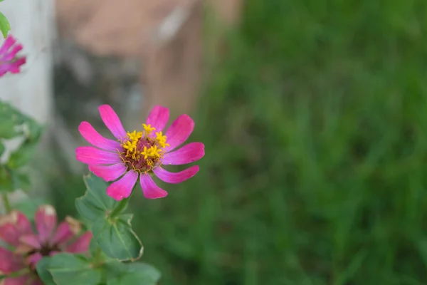 Bellissimo fiore rosa — Foto Stock