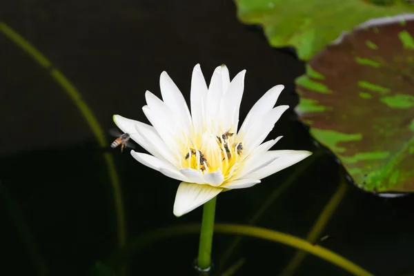 Lotusblume mit Biene — Stockfoto