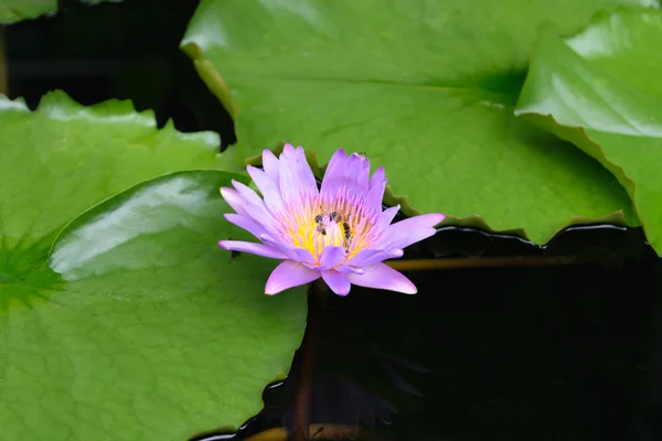 Fleur de lotus avec abeille — Photo