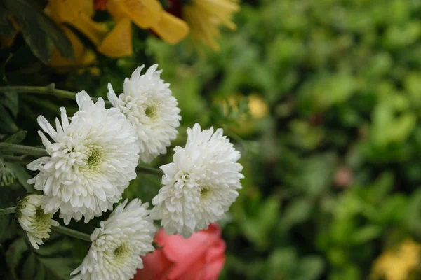 Bela flor de mãe branca em um buquê — Fotografia de Stock
