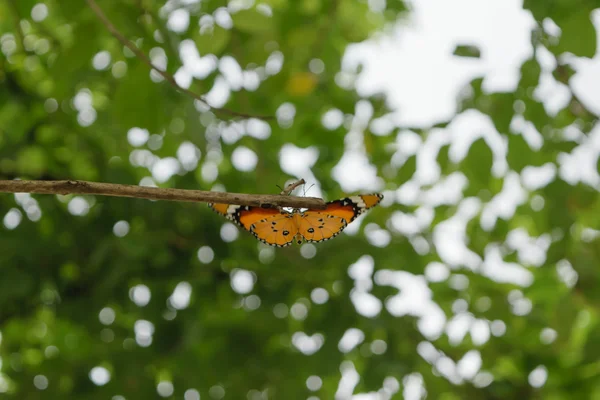 Borboleta laranja na árvore — Fotografia de Stock