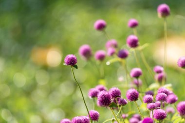 Çiçek (Globe Amaranth veya Bachelor Button) mor veya menekşe rengi Bahçede doğal olarak güzel çiçekler.