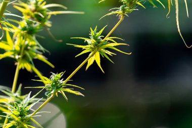 Çiçek açan tomurcuklar ve açık havada yeşil yapraklarla kenevir bitkilerini kapatın. Doğal ortamda yetişen canlı bitkiler.