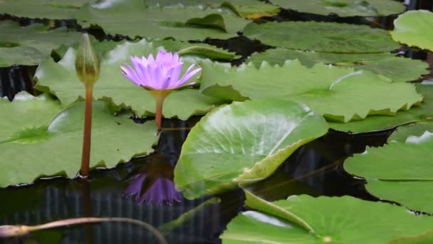 Hermosa flor de loto — Vídeo de stock