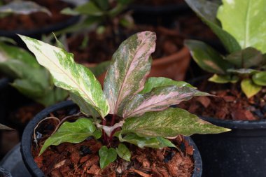 Kapalı alan dekorasyonu, botanik temalar ve doğal yeşillik kavramları için ideal tropikal yeşillik bitkisi içeren pembe çeşitlilikte aglaonema bitkisi.