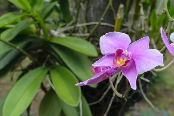 Hermosas orquídeas púrpuras flor —  Fotos de Stock