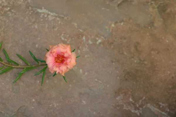 Flor de rosa de musgo laranja bonita — Fotografia de Stock