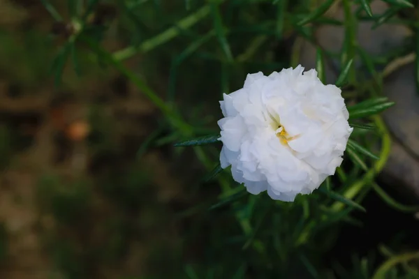 Bellissimo fiore di rosa muschio bianco — Foto Stock