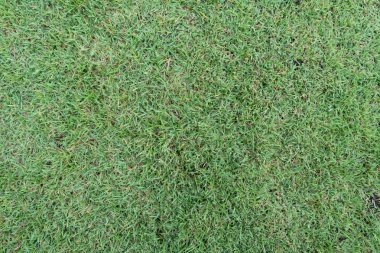 çim dokusu arka plan