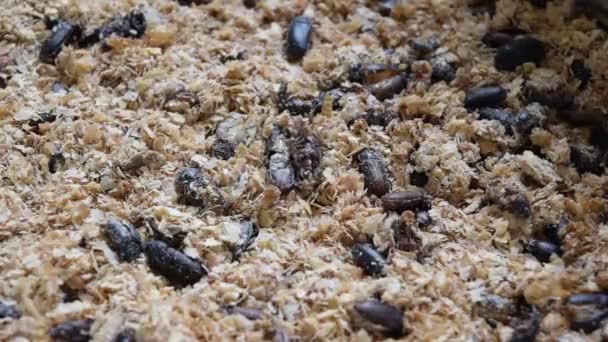 Εντόμων bug mealworm — Αρχείο Βίντεο