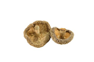 Beyaz arka plan üzerinde izole shiitake