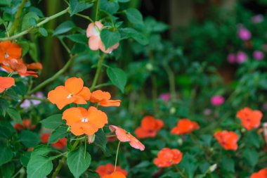 güzel portakal çiçeği