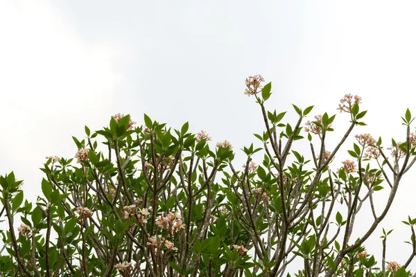 Bela flor de plumeria — Fotografia de Stock
