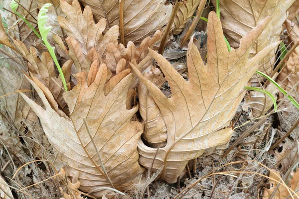 Feuilles sèches sur arbre — Photo