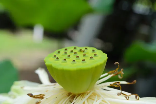 Lotus fleur de pollen avec abeille — Photo