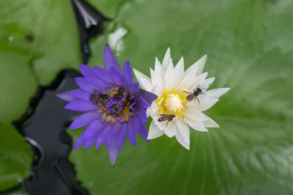 Kwiat lotosu białe i fioletowe z Pszczoła — Zdjęcie stockowe